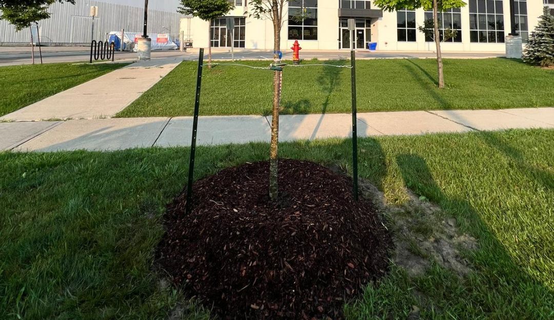 Landscaping Projects